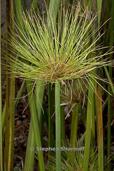 cyperus papyrus 2 graphic